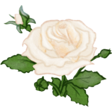 Illustration d’une rose blanche