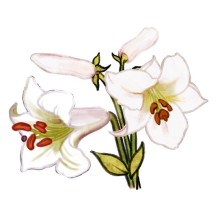 Illustration d’un lis ‘George C. Creelman’